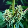 thumb of Purple Gelato by WeedSeedsExpress grown by Mrs_Larimar