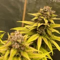 thumb of Purple Haze by WeedSeedsExpress grown by stone2345