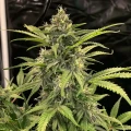 thumb of Skywalker OG Autoflower by WeedSeedsExpress grown by WSE