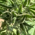 thumb of Skywalker OG by WeedSeedsExpress grown by Cockneycultivar