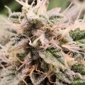 thumb of Sleepy Joe OG by WeedSeedsExpress grown by AsNoriu