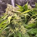 thumb of Sleepy Joe OG by WeedSeedsExpress grown by AsNoriu