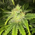 thumb of Somango XXL by WeedSeedsExpress grown by Silky_smooth