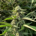thumb of Sour Diesel Autoflower by WeedSeedsExpress grown by WSE