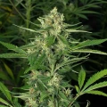thumb of Strawberry Cough Feminized by WeedSeedsExpress grown by WSE