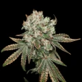 thumb of Sunset Sherbet by WeedSeedsExpress grown by Stoneys_Raw_Herb
