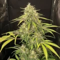 thumb of Super Lemon Haze Feminized by WeedSeedsExpress grown by WSE