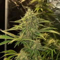 thumb of Swiss Cheese Feminized by WeedSeedsExpress grown by WSE
