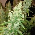 thumb of Tangerine Dream Auto by WeedSeedsExpress grown by Roberts
