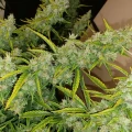 thumb of Tangerine Dream Auto by WeedSeedsExpress grown by Roberts