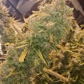 thumb of Tangerine Dream Auto by WeedSeedsExpress grown by Roberts