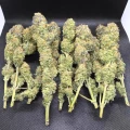 thumb of Wedding Cake by WeedSeedsExpress grown by Naujas