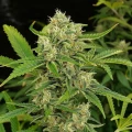 thumb of White Rhino Feminized by WeedSeedsExpress grown by WSE