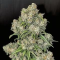 thumb of White Widow Feminized by WeedSeedsExpress grown by WSE