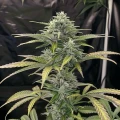 thumb of White Widow Feminized by WeedSeedsExpress grown by WSE