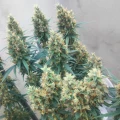 thumb of White Widow X Northern Lights Feminized by WeedSeedsExpress grown by BudBrewerz