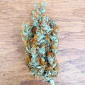 thumb of White Widow X Northern Lights Feminized by WeedSeedsExpress grown by BudBrewerz