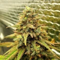 thumb of Zkittlez Auto by WeedSeedsExpress grown by Carcass