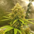 thumb of Zkittlez Auto by WeedSeedsExpress grown by Mosquito_Haarlem_Holland
