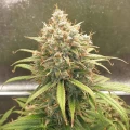 thumb of Zkittlez Auto by WeedSeedsExpress grown by Mosquito_Haarlem_Holland