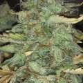 thumb of Zkittlez Auto by WeedSeedsExpress grown by danger90946