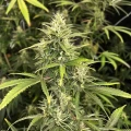 thumb of Island Sweet Skunk Feminized by WeedSeedsExpress grown by WSE