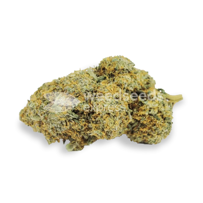 Tête Acapulco Gold