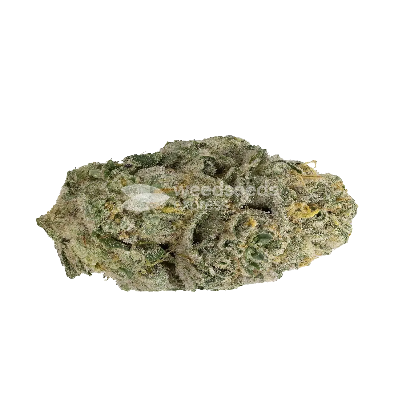 Afghan Kush Bud