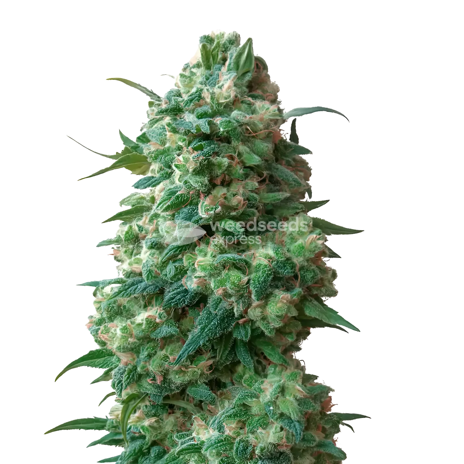 Afghan Kush Cannabis Plant