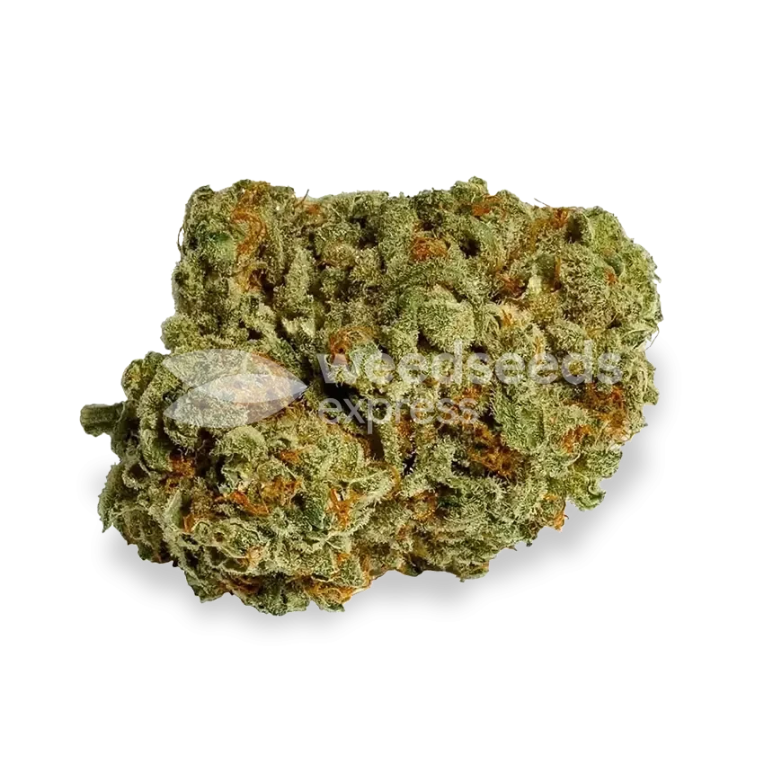 Tête Hindu Kush