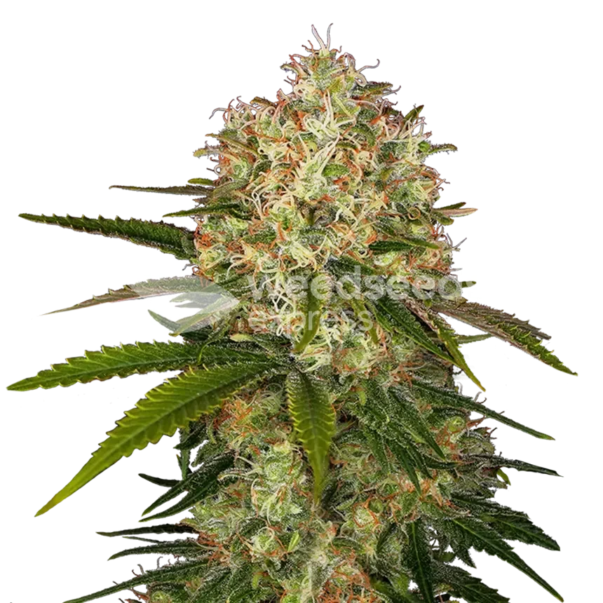 Plante Hindu Kush