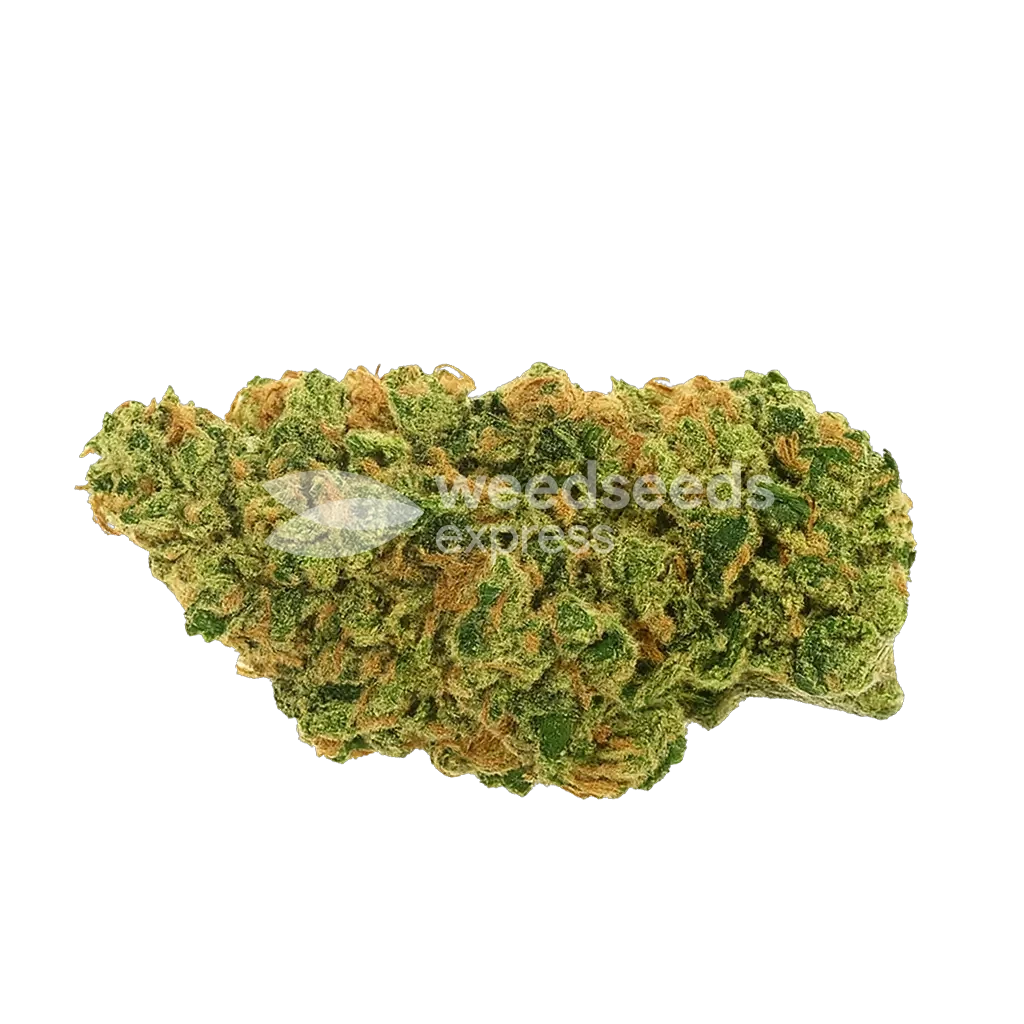 AK 47 Auto Bud