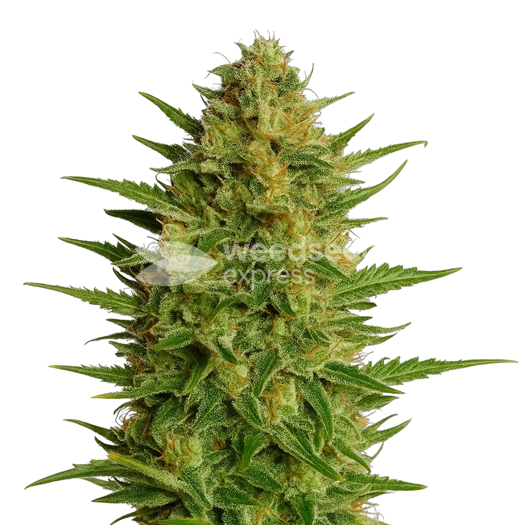 AK 47 Auto Plant