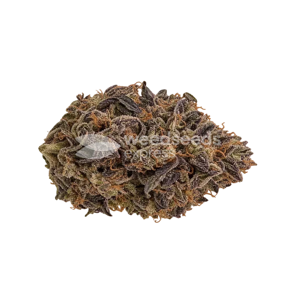 Black Hulk Bud