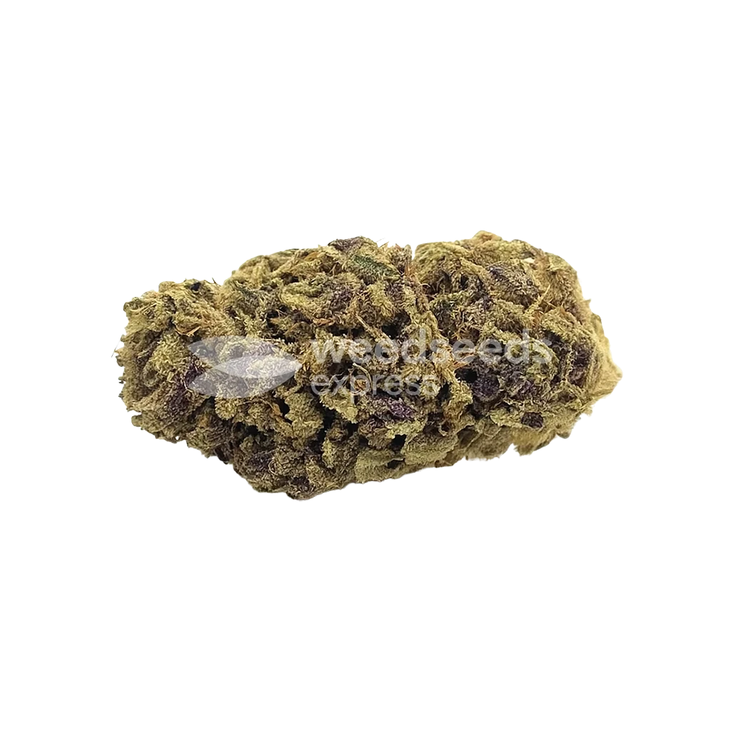 Blackberry Moonrocks Auto Bud
