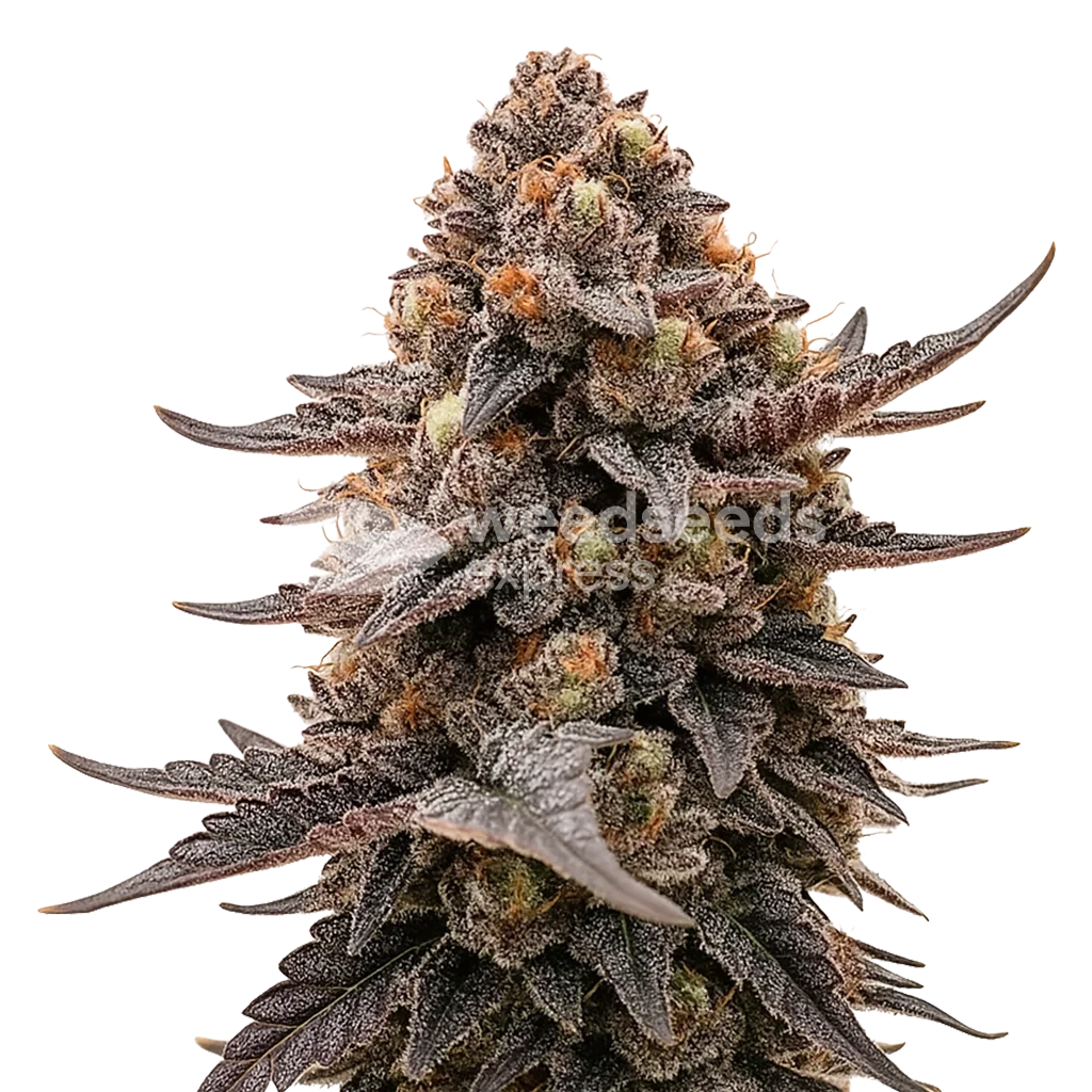 Blackberry Moonrocks Auto Plant