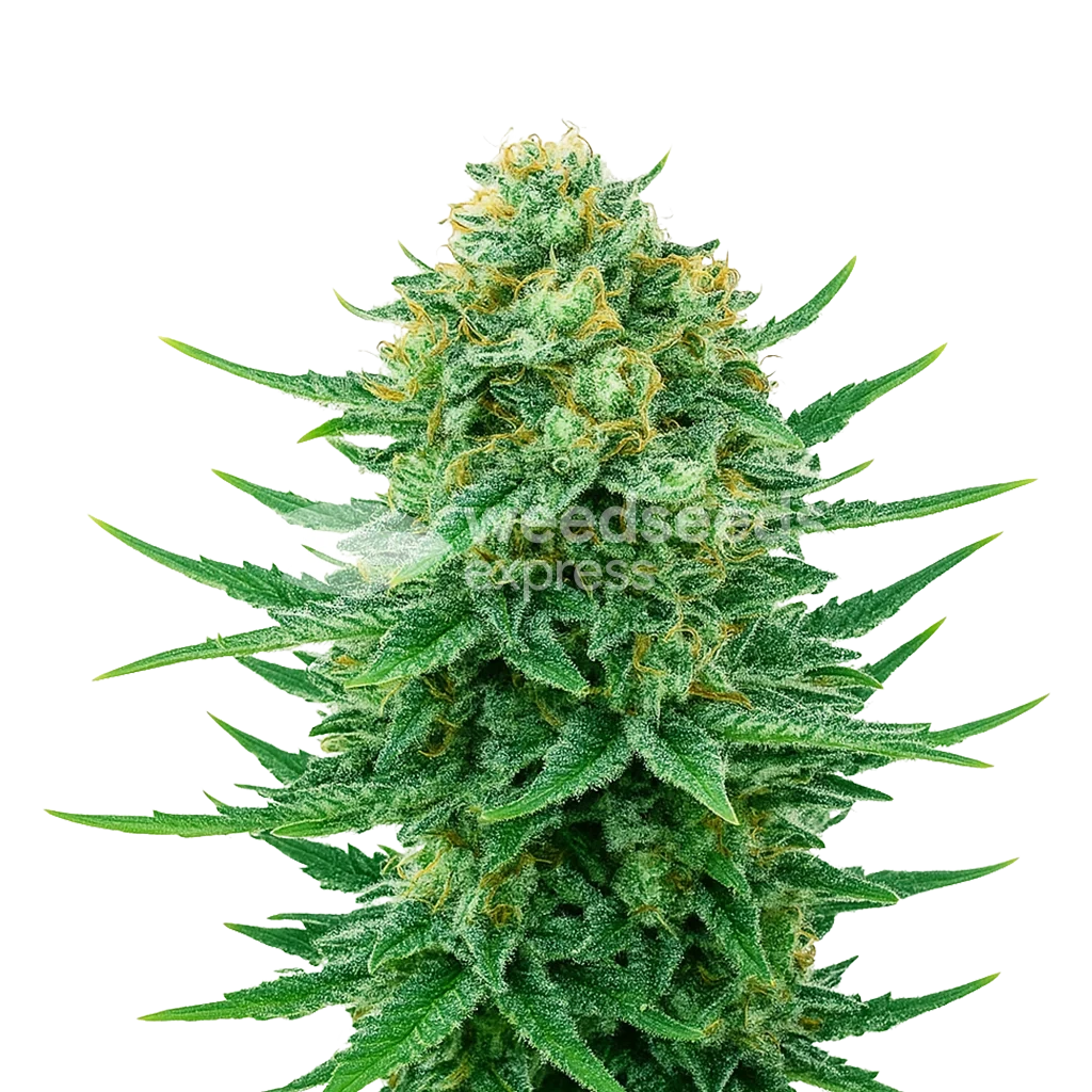 Blue Dream Auto Plant