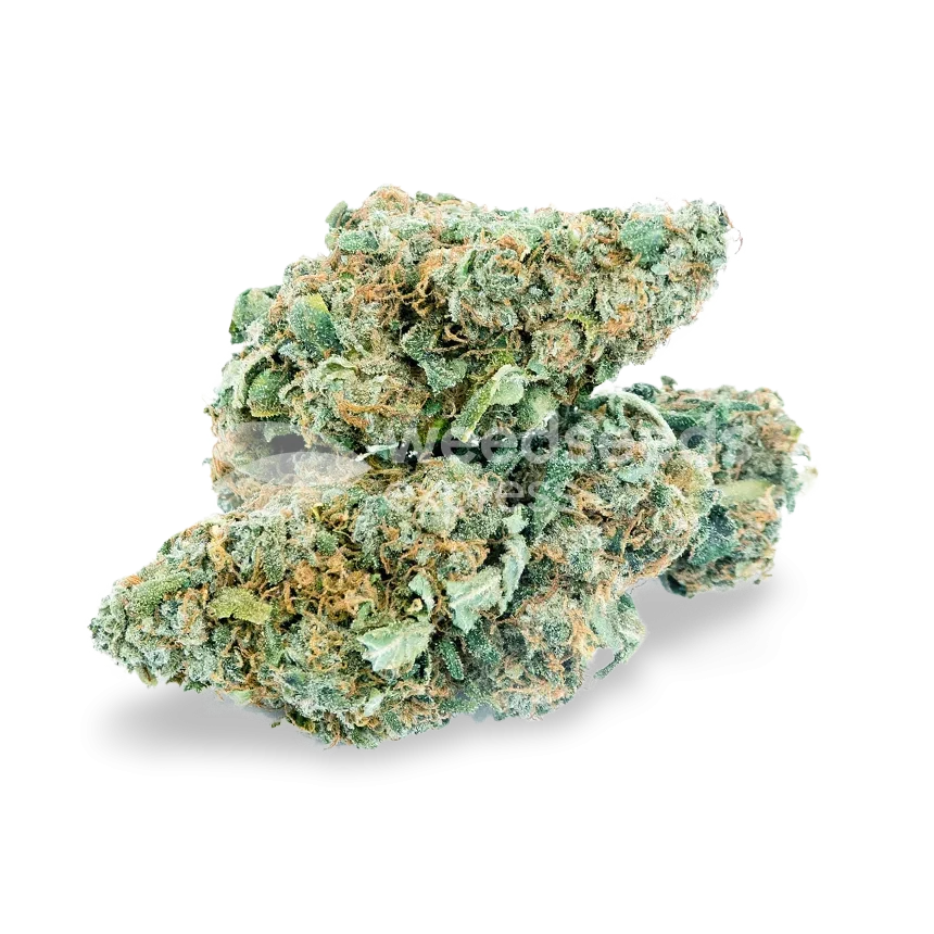 Blue Dream Cannabis Bud