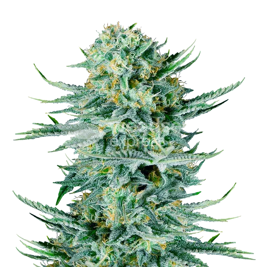 Blue Dream Feminized Photoperiod Plant