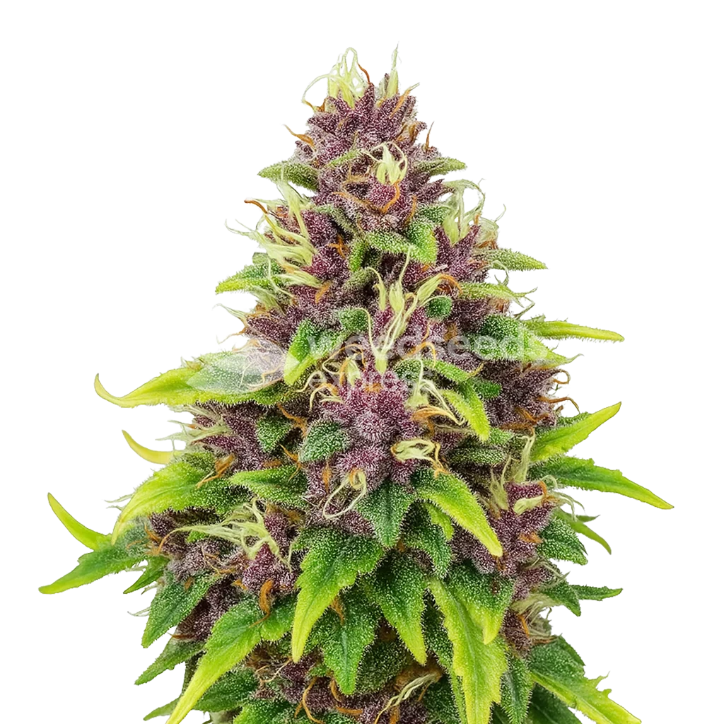 Blueberry Auto Plant