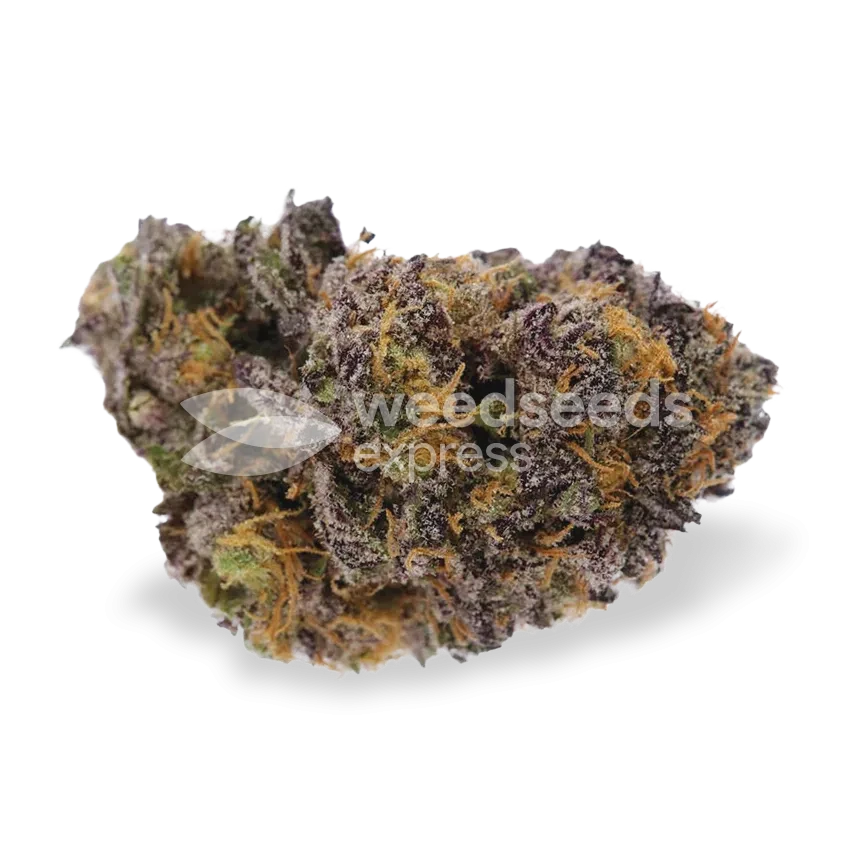 Blueberry Autoflower Cannabis Blüte