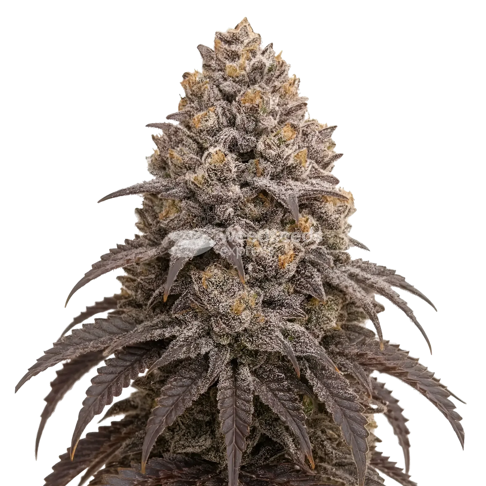 Blueberry Kush Cannabis Plant
