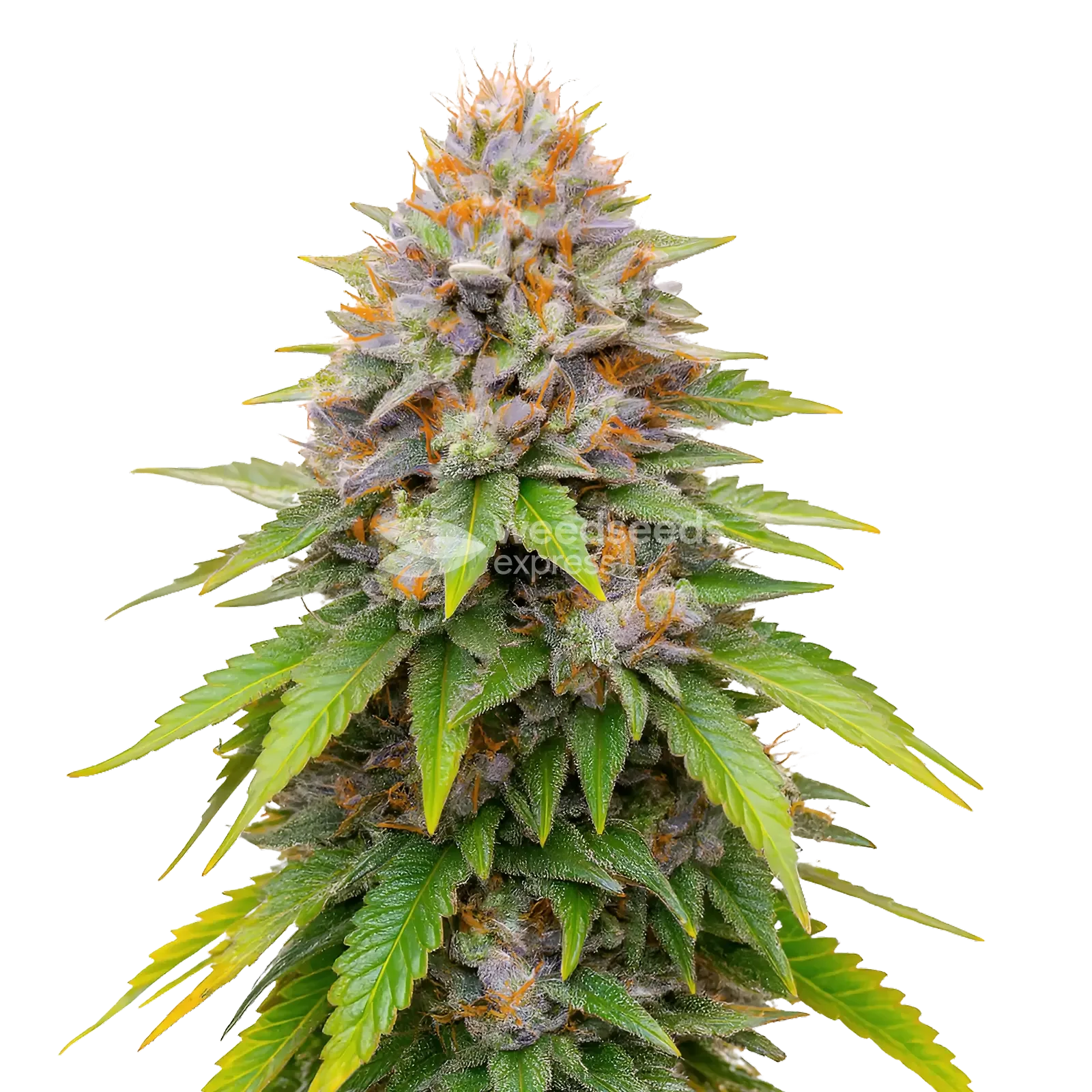 Blueberry Muffin Cannabis Plant