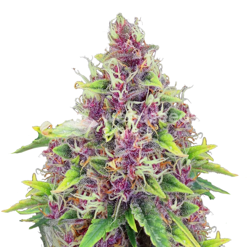 Blueberry Feminisierte Autoflower Pflanze