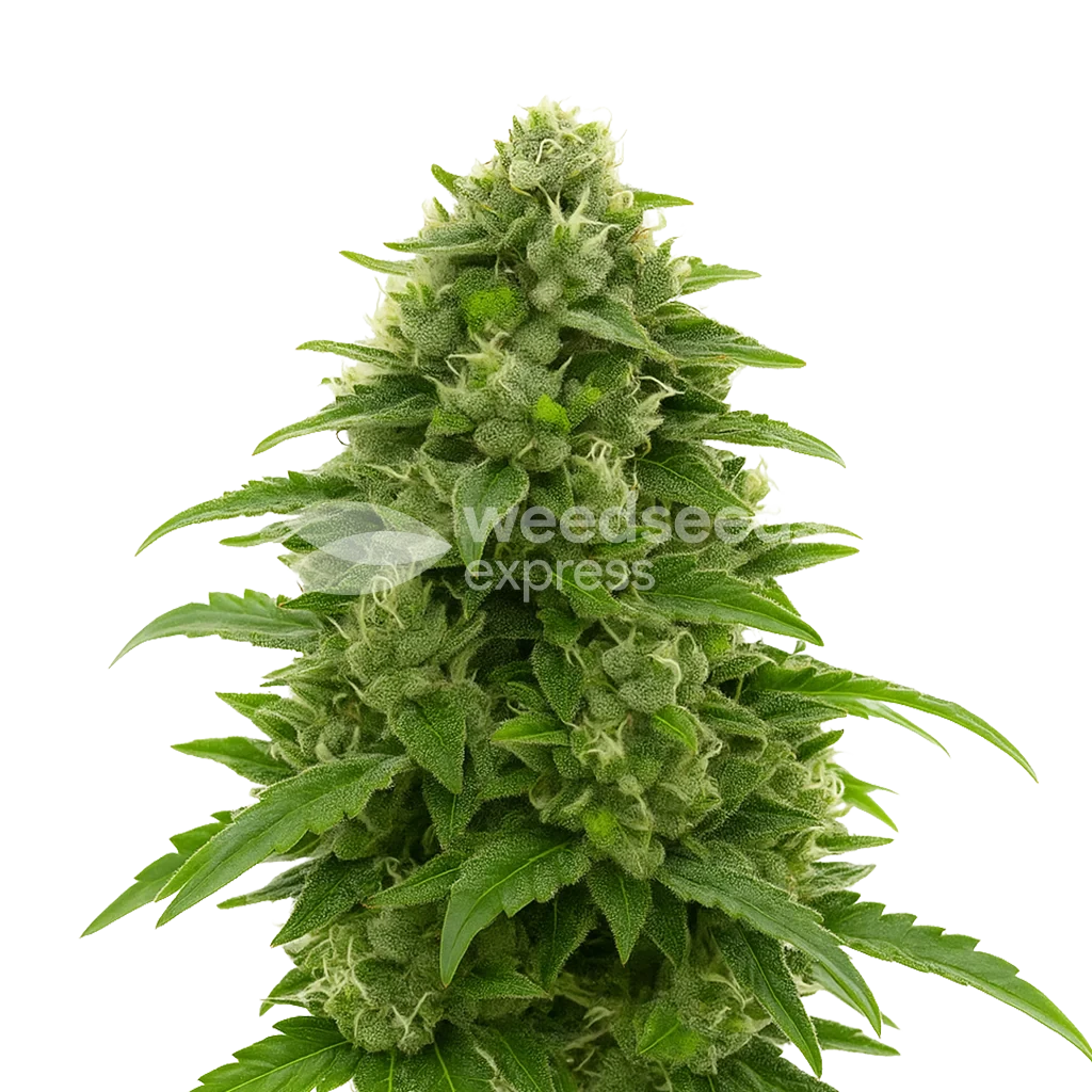 Bruce Banner Autoflower Plant