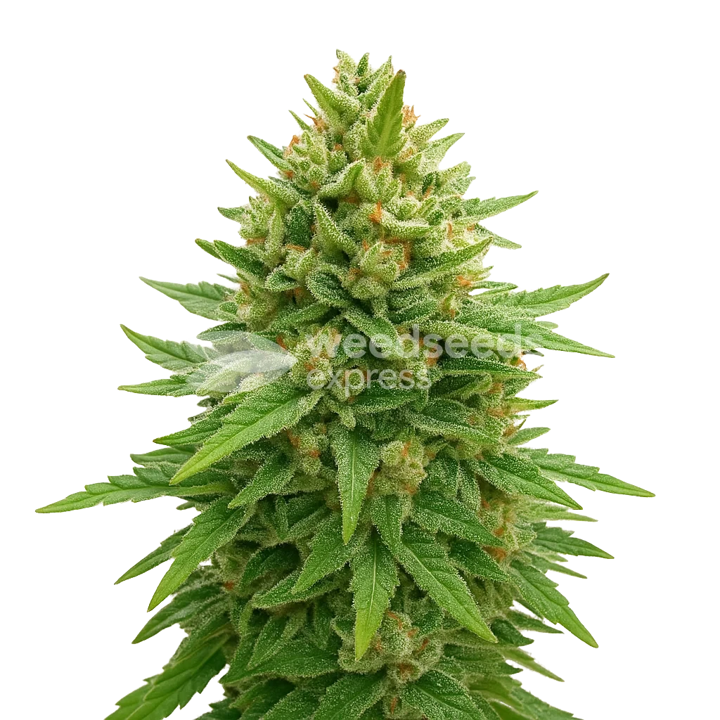 Bubba Kush Autoflower Pflanze