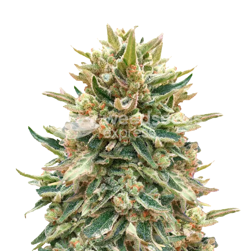 Bubba Kush Fotoperiode Pflanze