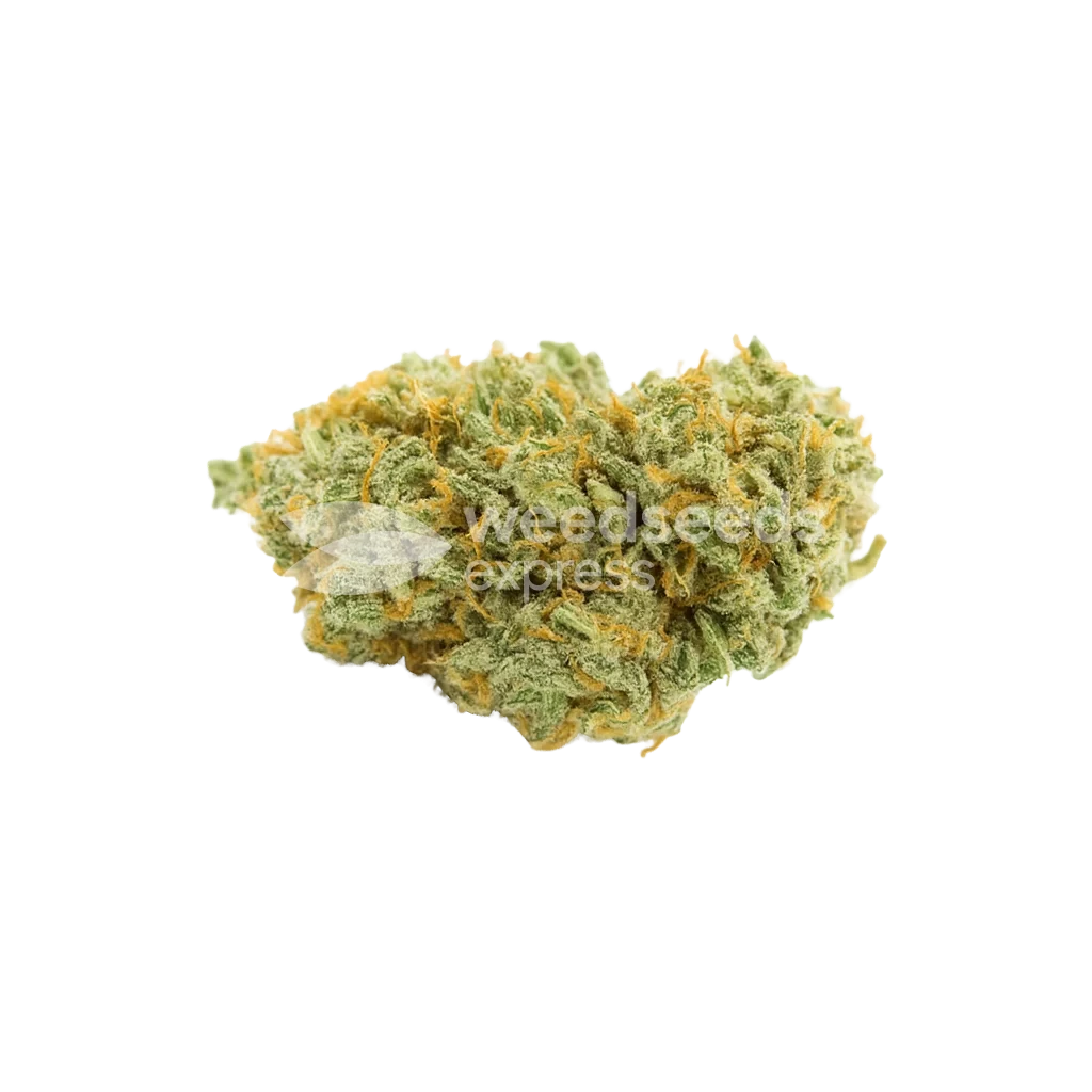 Bubblegum Auto Bud