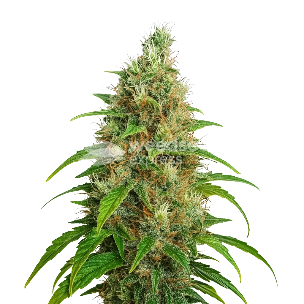 Bubblegum Auto Plant