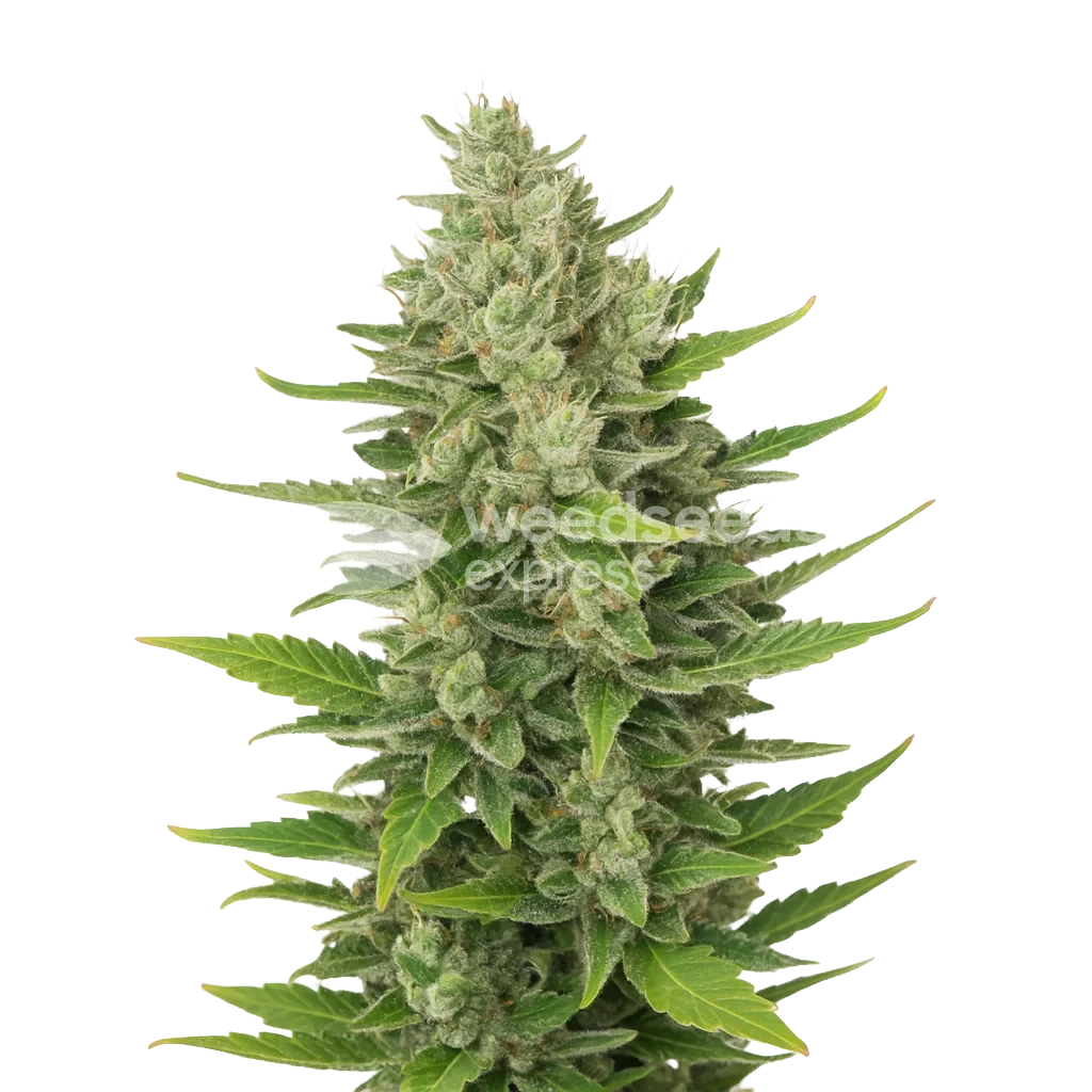 CBD Critical Mass Autoflower Pflanze